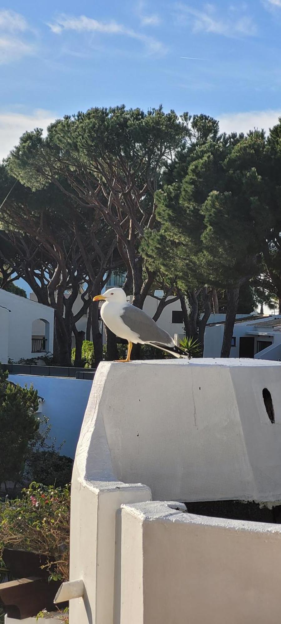 Apt P209 Situe Au Sein De Balaia Golf Village Albufeira Eksteriør bilde